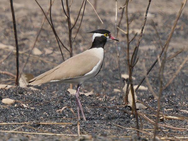 <h3><a href="/trips/gambia/biota/animalia/chordata/aves/024 charadriiformes/009 charadriidae/vanellus tectus/vanellus tectus-nl.html">Vanellus&nbsp;tectus</a> / Black‑headed&nbsp;lapwing / Zwartkopkievit</h3>OM-1 Mark II met OLYMPUS M.150-400mm F4.5 TC, 1/2000 sec  bij F5.6, ISO 500, afstand 26.1&nbsp;m